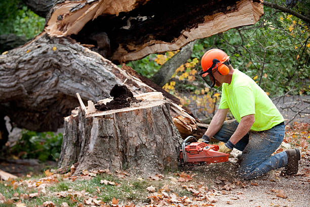 Best Tree Disease Treatment  in Milford, UT